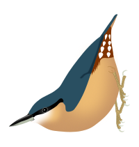 Sitta europaea sinensis.svg