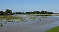 Slijk-Ewijk, de Waal vanaf de Waaldijk tijdens hoog water IMG 9755 2021-07-18 11.02.jpg