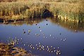 Small water birds