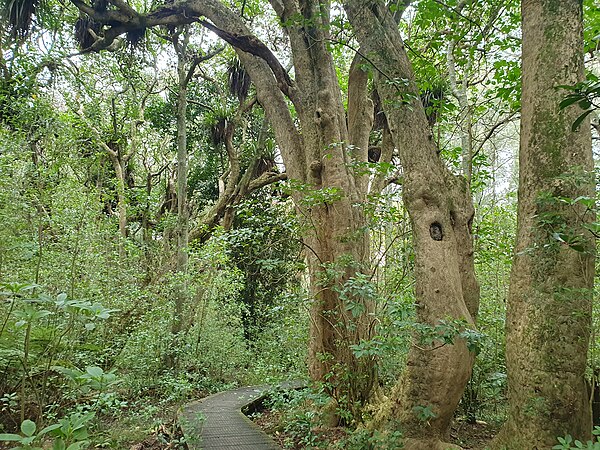 Smith's Bush is a remnant kahikatea and taraire forest located in Northcote