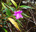 Sobralia amabilis