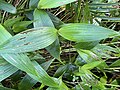 Sobralia decora