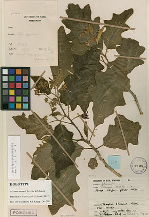 Описание изображения Solanum umtuma holotype.jpeg.