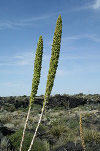 Flower stem of the Desert Spoon plant Sotol.jpg