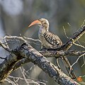 * Nomination Southern red-billed hornbill (Tockus rufirostris) --Charlesjsharp 09:00, 20 July 2024 (UTC) * Promotion  Support Good quality. --George Chernilevsky 09:13, 20 July 2024 (UTC)