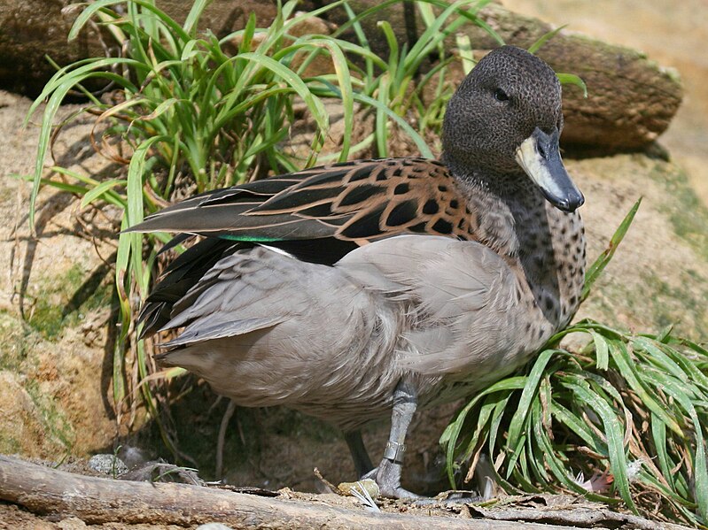 File:Speckled Teal (Anas flavirostris) RWD.jpg