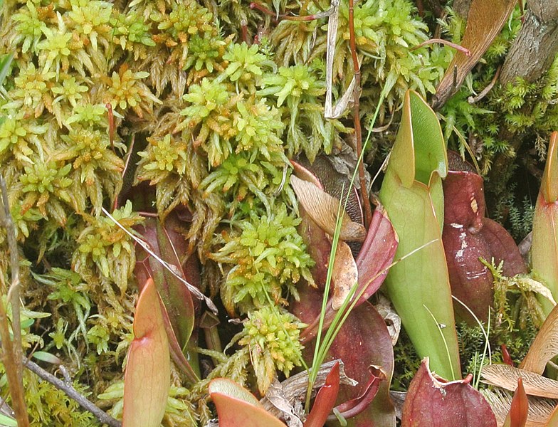 File:Sphagnum Brown's Lake Bog.jpg