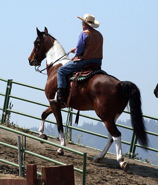 File:Spotted Saddle Horse.jpg