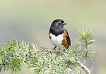 Thumbnail for File:Spotted Towhee 5485m.jpg