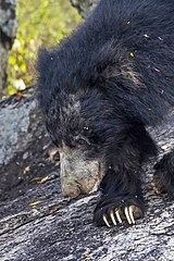 Sri Lankan sloth bear (Melursus ursinus inornatus) male head.jpg