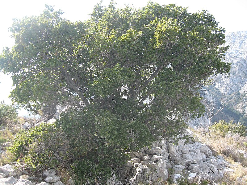 File:Stablo na vrhu Vižanice 1186.jpg