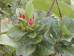 Starr 020925-0094 Vaccinium calycinum.jpg