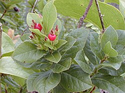 Stær 020925-0094 Vaccinium calycinum.jpg