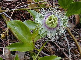 Passiflora edulis forma edulis