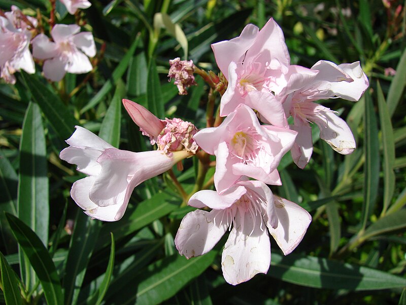 File:Starr 080117-1930 Nerium oleander.jpg