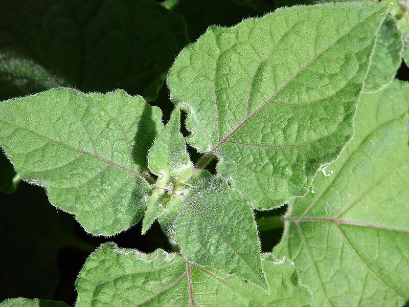 File:Starr 080501-4346 Physalis peruviana.jpg