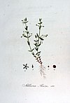 Stellaria alsine — Flora Batava — Volume v7.jpg