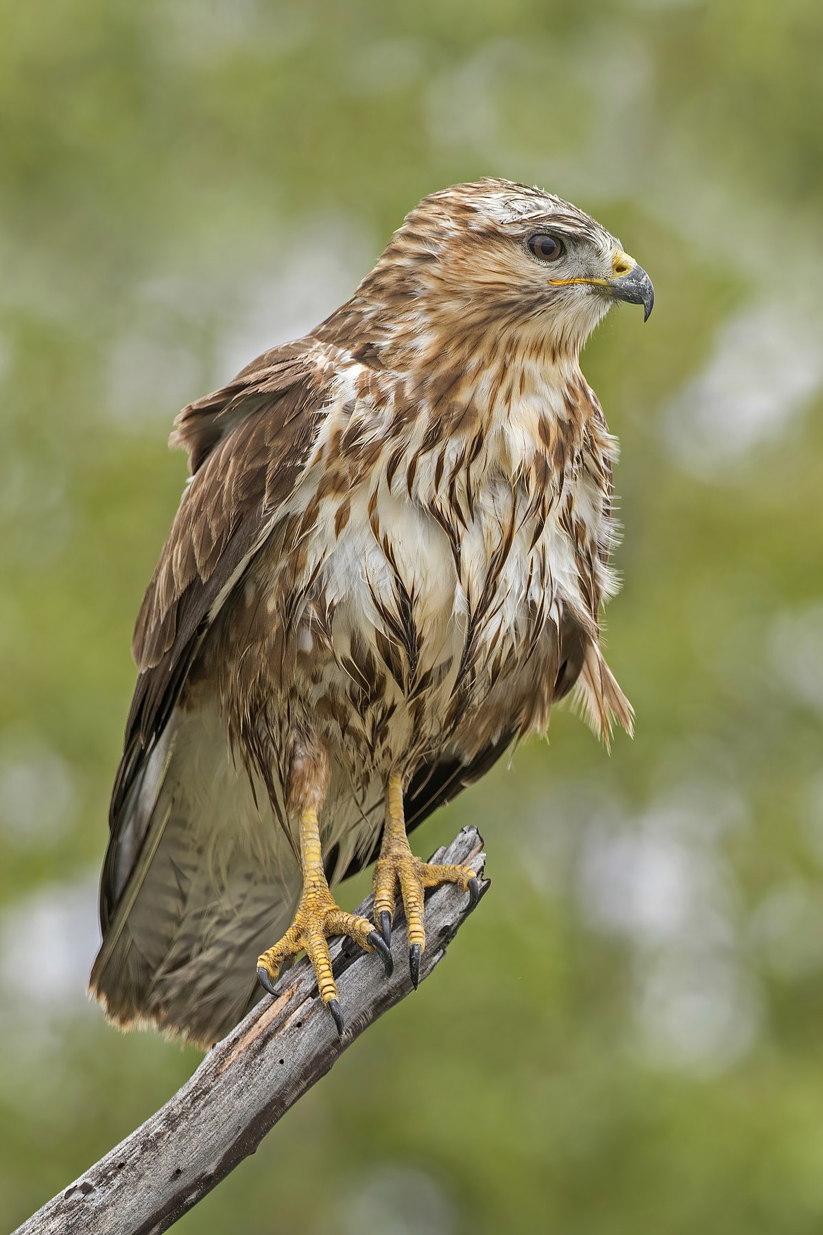 Common buzzard - Wikipedia