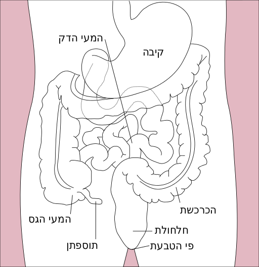 File:Stomach colon rectum diagram-he.svg
