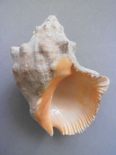 <i>Stramonita rustica</i> species of mollusc