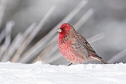 Streaked Rosefinch.jpg