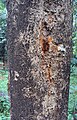Strychnos nux-vomica bark.jpg