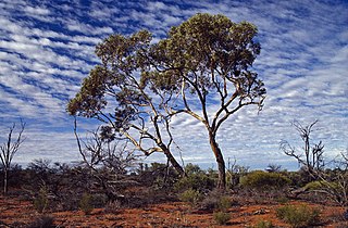 <i>Eucalyptus socialis <span style="font-style:normal;">subsp.</span> victoriensis</i> Subspecies of plant