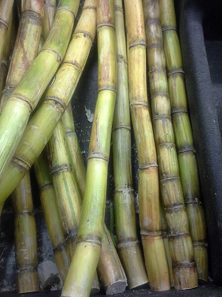 File:Sugar Cane closeup.jpg