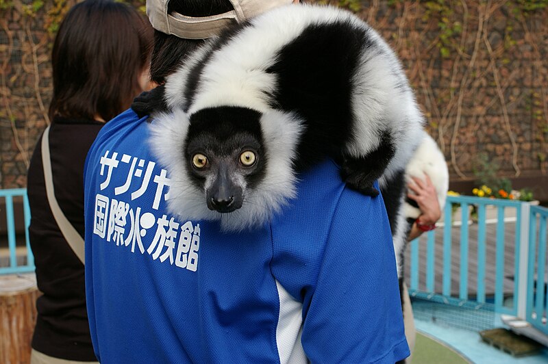 File:Sunshine international aquarium, Tokyo, Japan (281209604).jpg