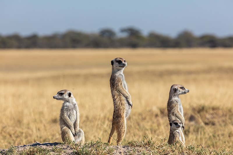 File:Suricatos (Suricata suricatta), parque nacional Makgadikgadi Pans, Botsuana, 2018-07-30, DD 32.jpg