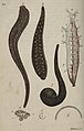 Svensk zoologi vol I 1806 241.jpg