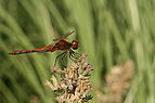 Sympetrum flaveolum