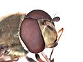 Syrphus ribesii (Syrphidae) - (male imago), De Park, Elst (Gld) - 5.jpg
