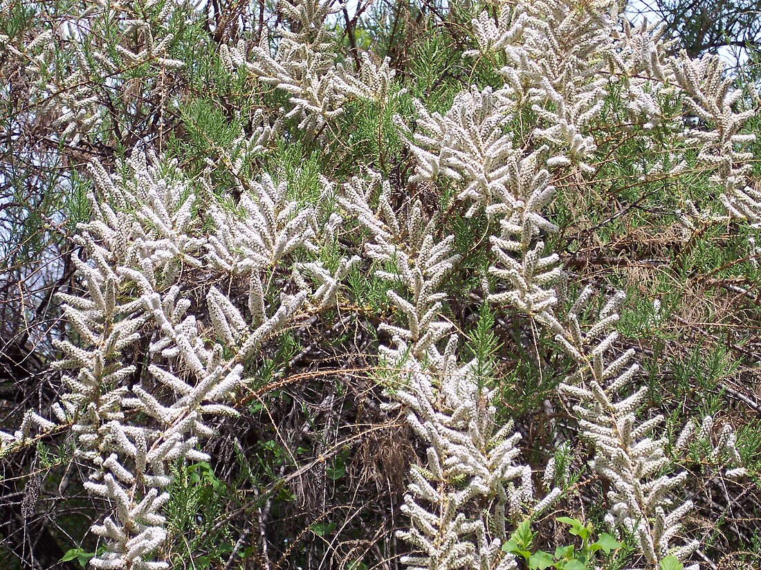 Tamarisk