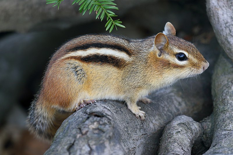 File:Tamias striatus UL 01.jpg