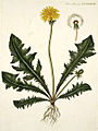 Oeder 1761-1883 (Flora Danica)