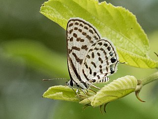 <i>Tarucus indica</i> Species of butterfly