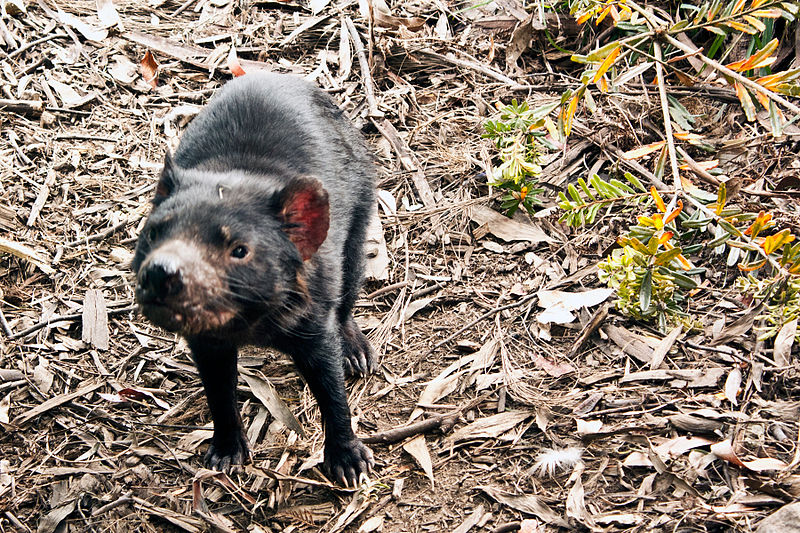 File:Tasmanian Devil - Port Arthur Tasmania (5406942083).jpg