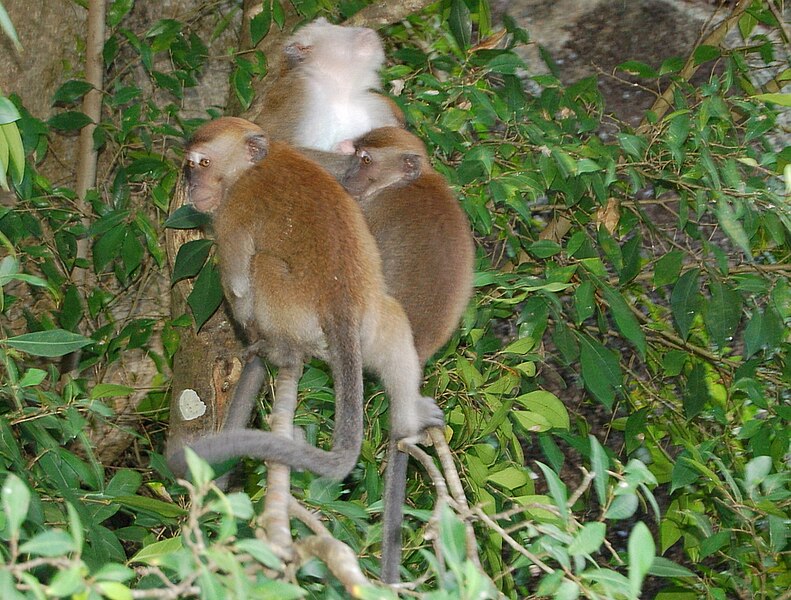 File:Teluk Cempedak monyet.jpg