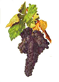 Tempranillo