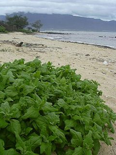 <i>Tetragonia</i> Genus of flowering plants