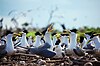 A colony of Crested tern in the national park