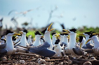 Nesting colony