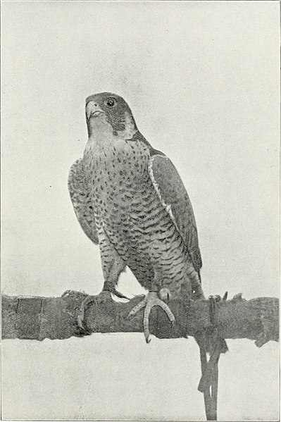 File:The Baz-nama-yi Nasiri, a Persian treatise on falconry; (1908) (14761313766).jpg