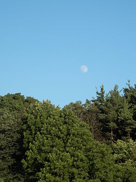 The Moon over a Forest During the Day