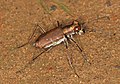 Tiger beetle