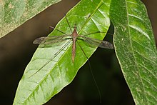 Tipulidae-Kadavoor-2016-06-23-001.jpg