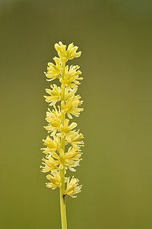 Tofieldia calyculata inflorescence - Niitvälja bog.jpg