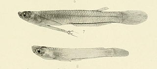 <i>Tomeurus</i> Genus of fishes