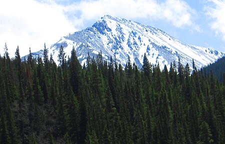 Torreys